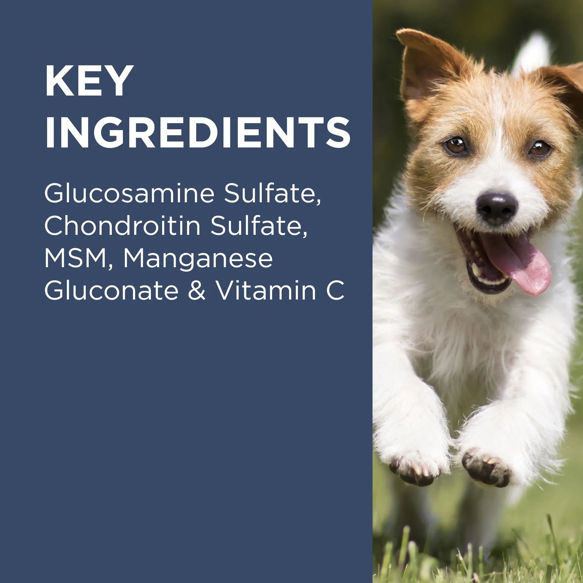 PAW by Blackmores Osteocare® Joint Protect for Dogs | Improves Joint Function & Mobility |100 Chews