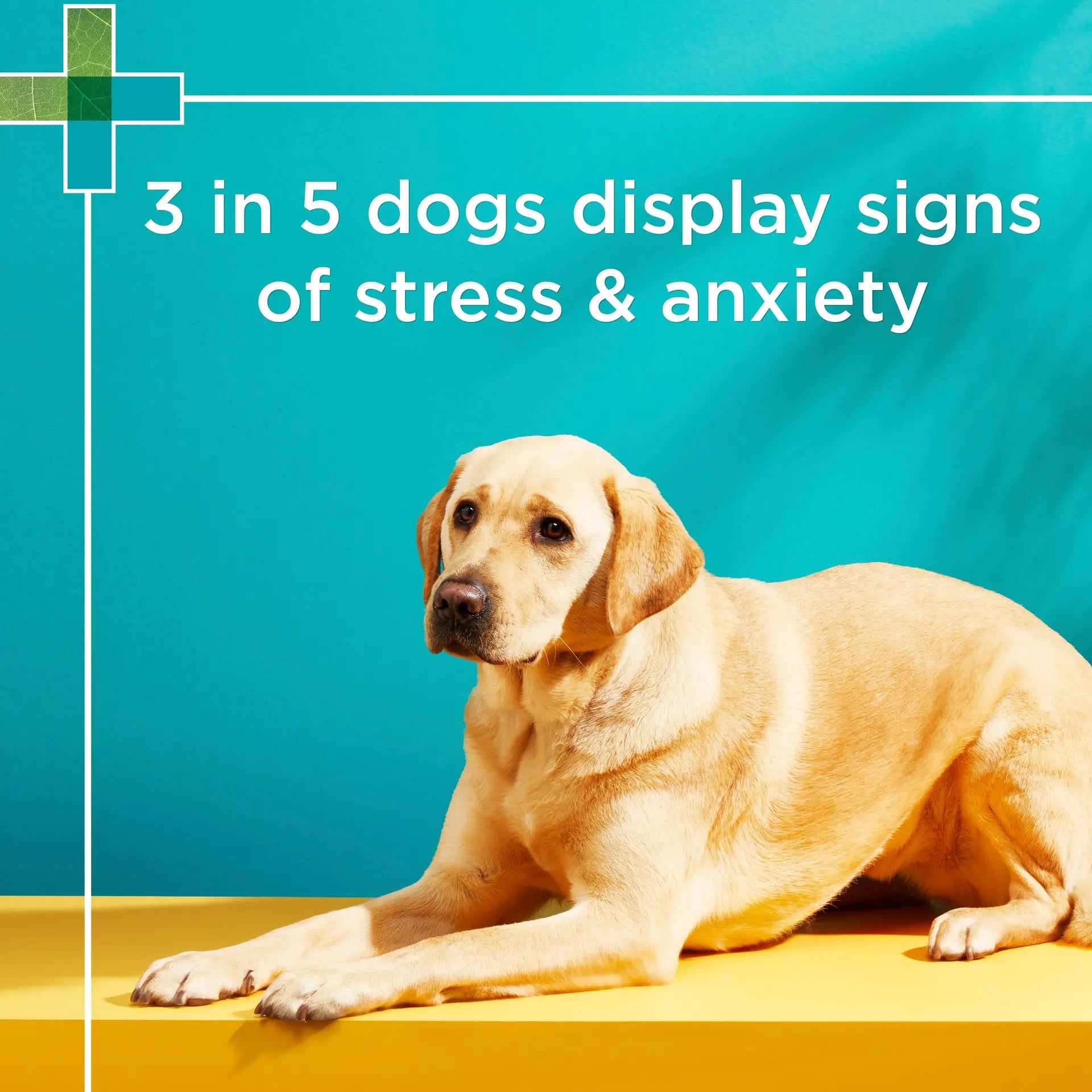 PAW by Blackmores Complete Calm Multivitamins for Dogs | Helps Alleviate Signs of Stress & Anxiety |60 Chews