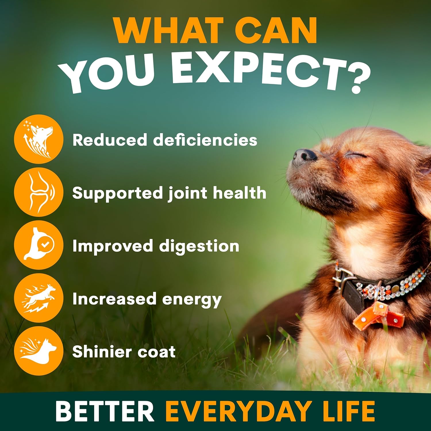 PetzPark Multivitamin for Dogs - 112g Powder