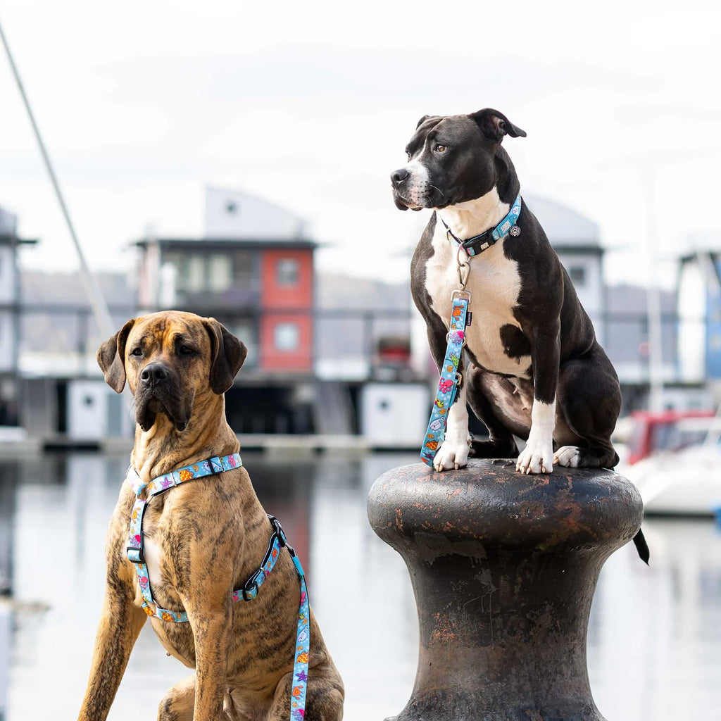 GOTCHA! Smart ID Dog Collar