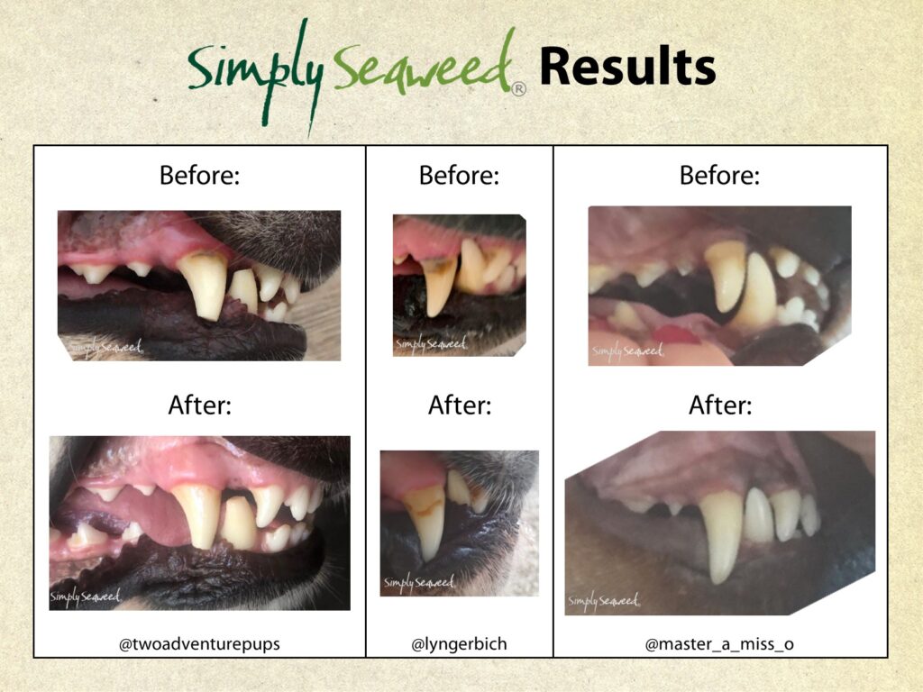 Simply Seaweed Natural Dental Supplement for Dogs and Cats