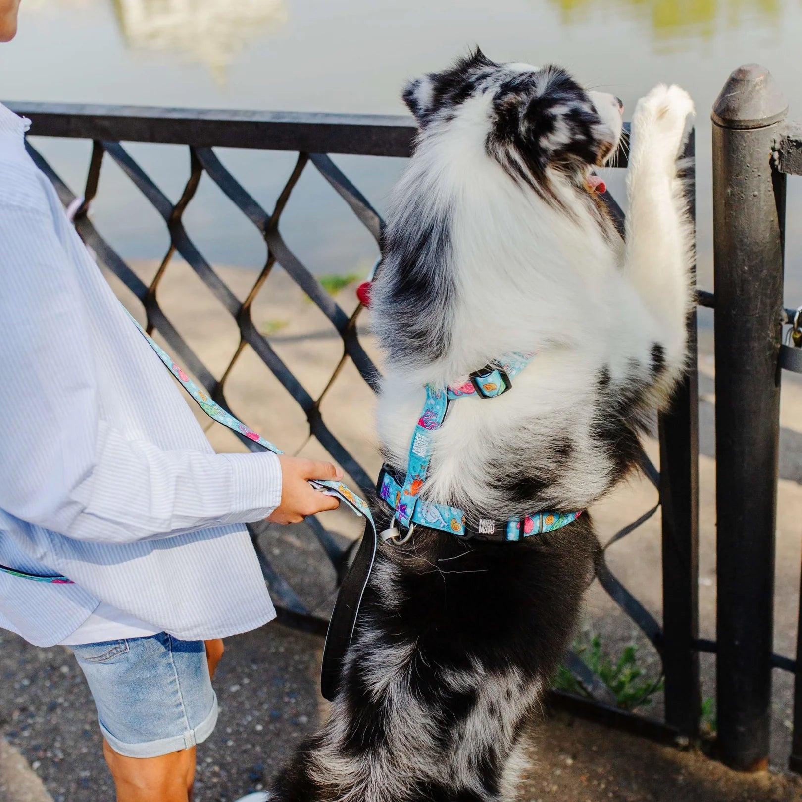 GOTCHA! Smart ID Dog Collar