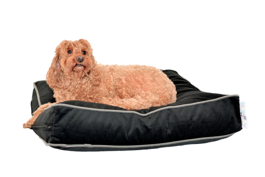Oliver Designer Dog Bed – Indoor/Outdoor, Stylish & Hard-Wearing – S, M, L