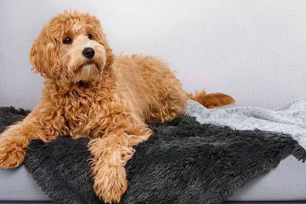 Calming Waterproof Blanket- Snooza