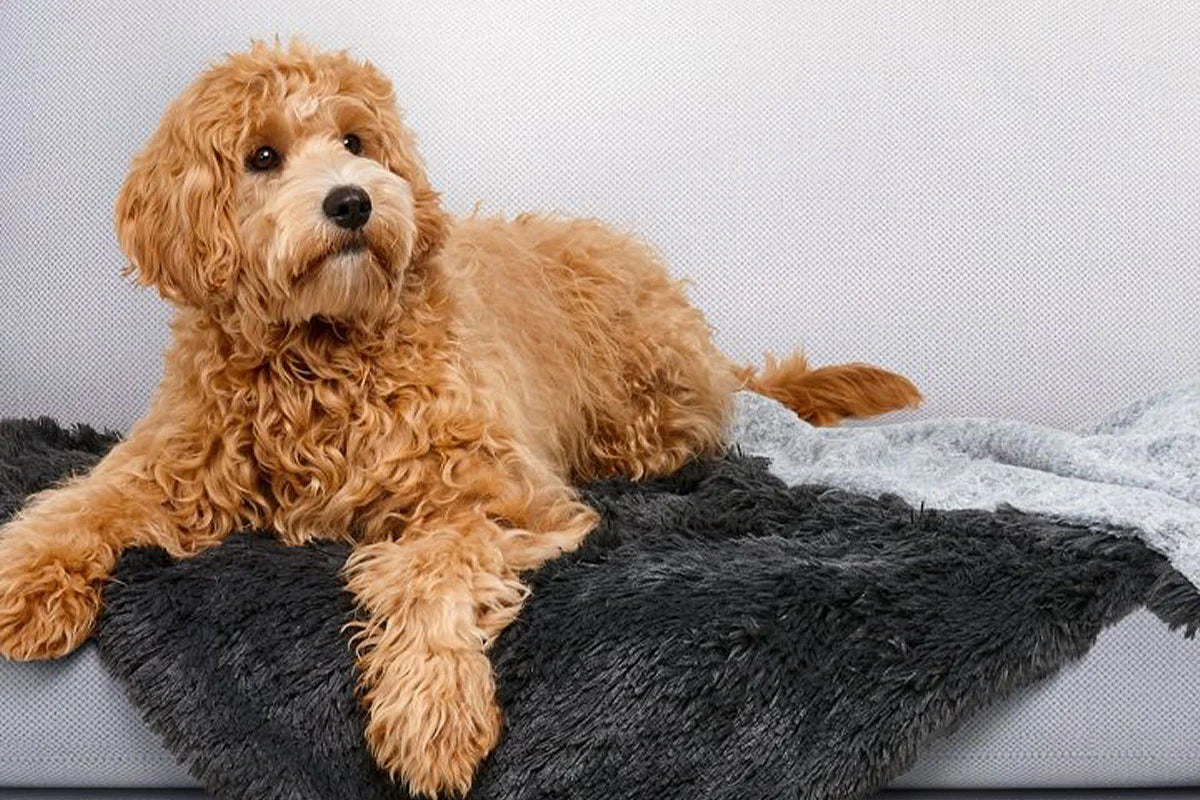 Calming Waterproof Blanket- Snooza