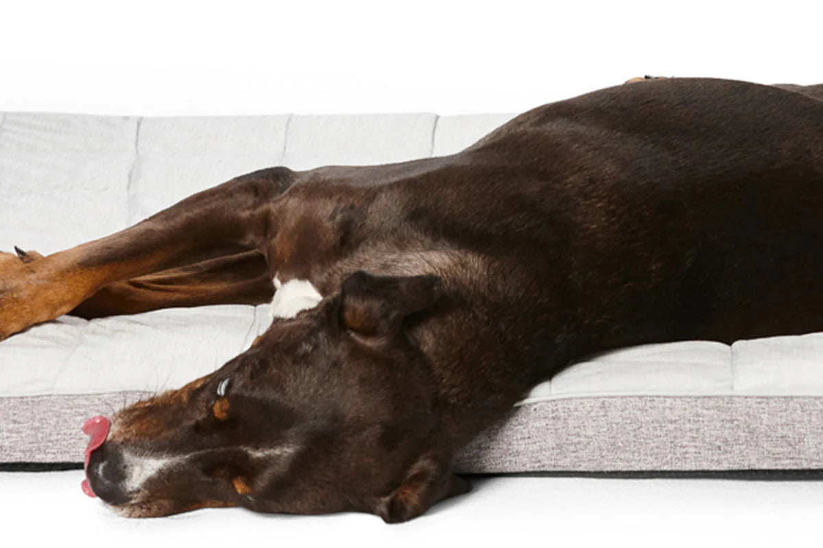 Cooling Comfort Orthobed- Snooza