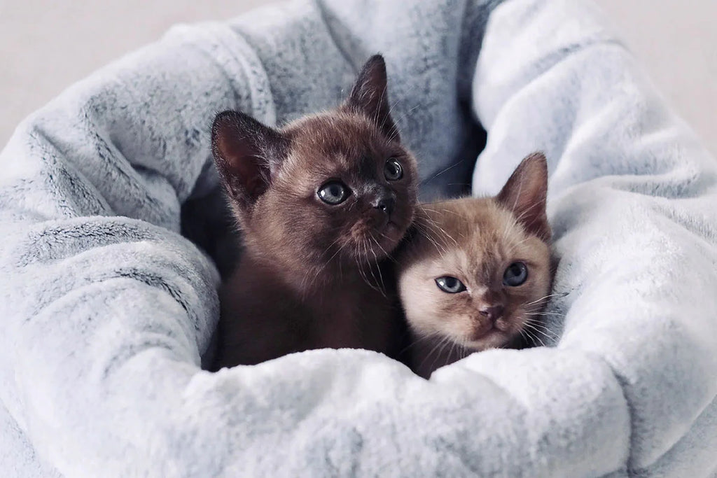 The Cat Bed Chinchilla- Snooza