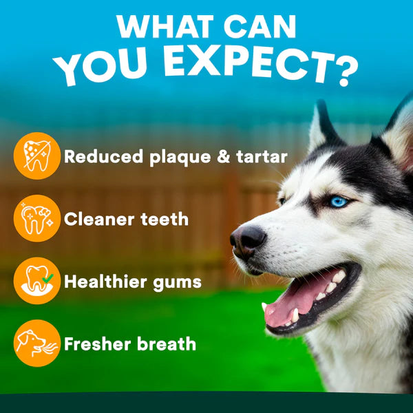 Petzpark Dog Toothpaste