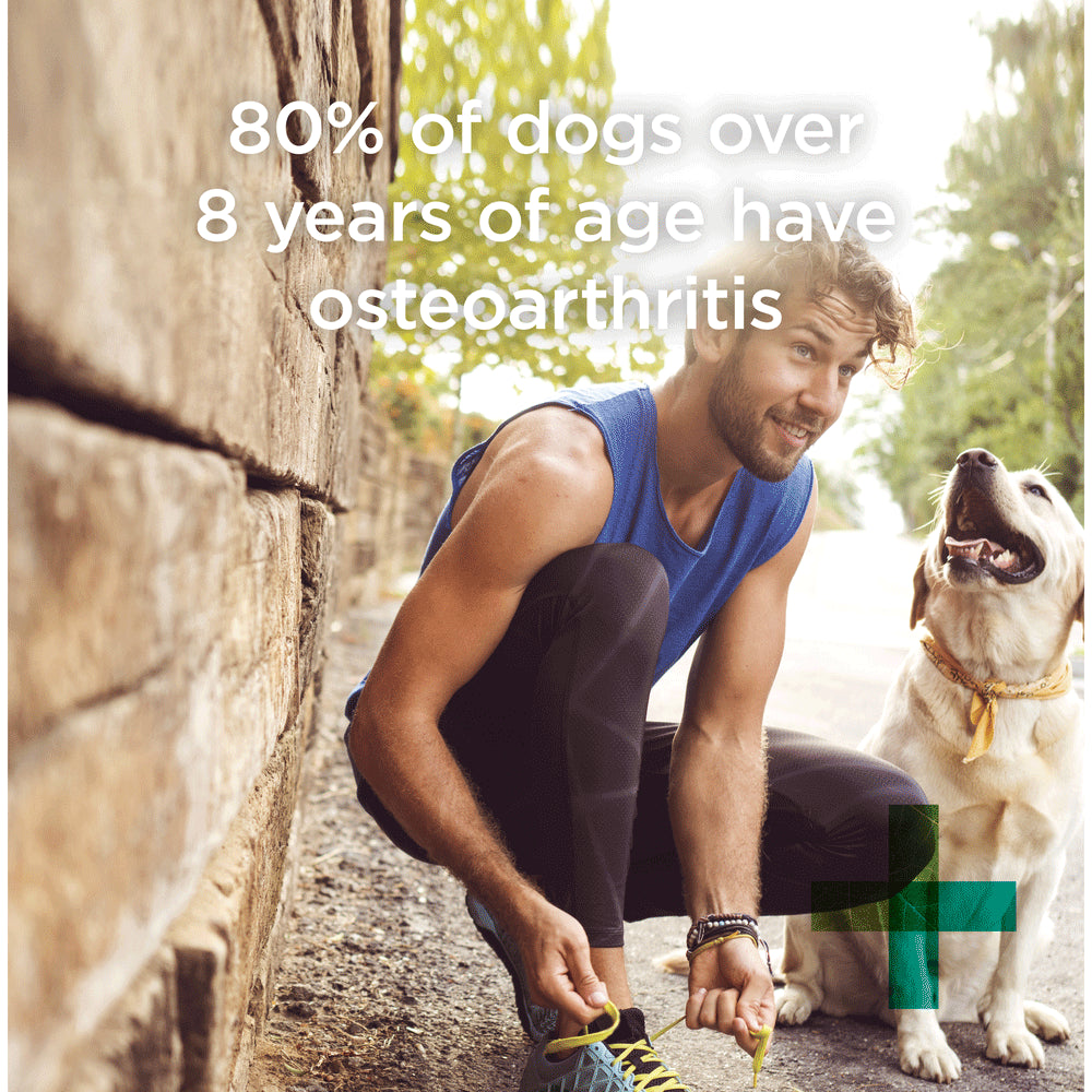 PAW by Blackmores Osteosupport® Joint Care Powder for Dogs | Provides Relief of Arthritic Symptoms| 80 |150 Capsules